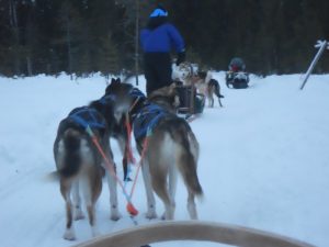 Finlandia Rovaniemi Trineo Huskys viajes a medida y viajes de novios