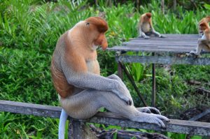 Borneo Proboscis Monkey viajes a medida y viajes de novios
