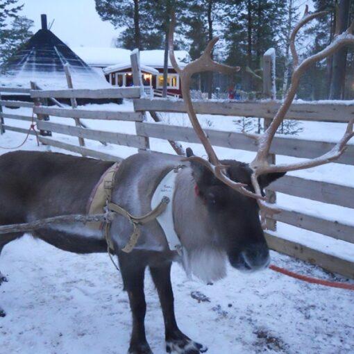 Diario de viaje: Raúl en Helsinki, Laponia y Tallin en Invierno