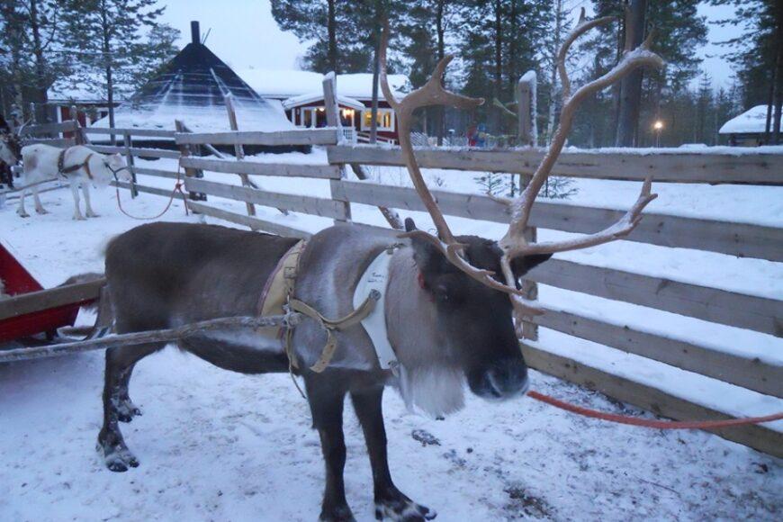 Diario de viaje: Raúl en Helsinki, Laponia y Tallin en Invierno