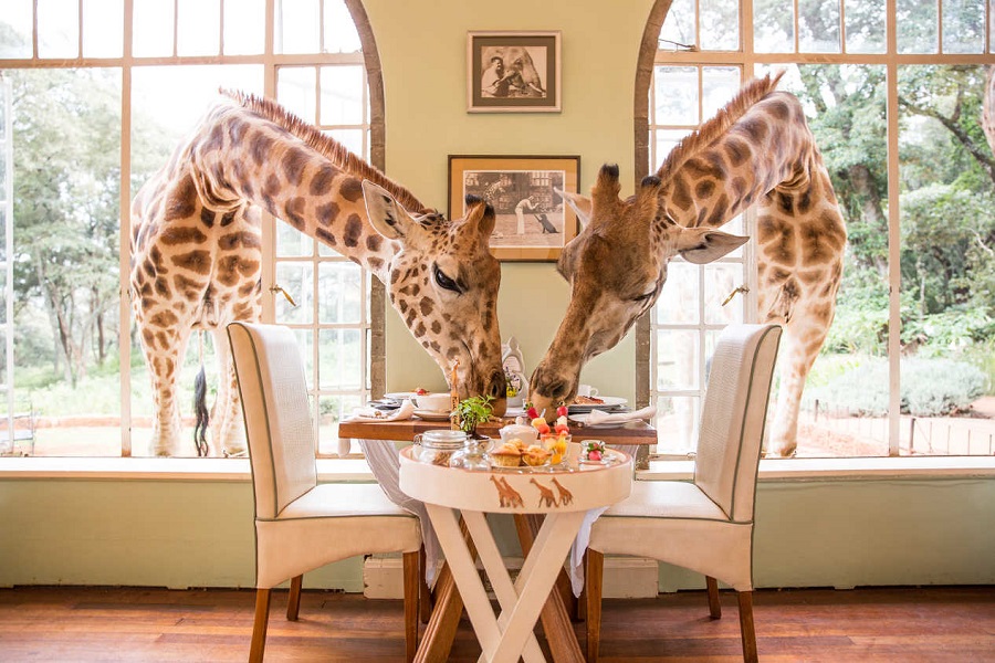 giraffe manor PORTADA BLOG viajes a medida y viajes de novios