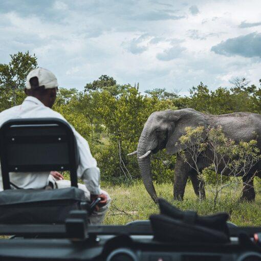 Parque Nacional Kruger ¿por qué elegir una reserva privada?