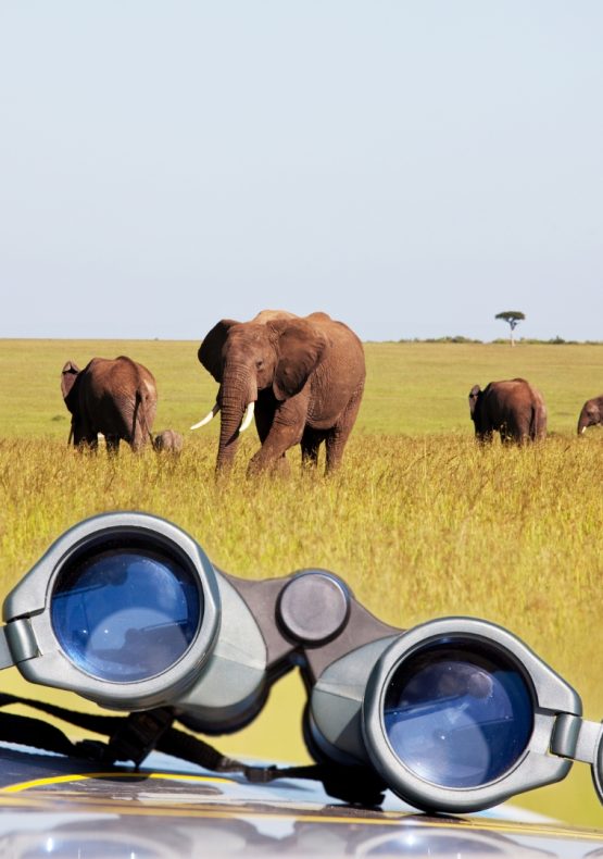 En Busca de la Migración, Safari “Nyota” con Zanzíbar