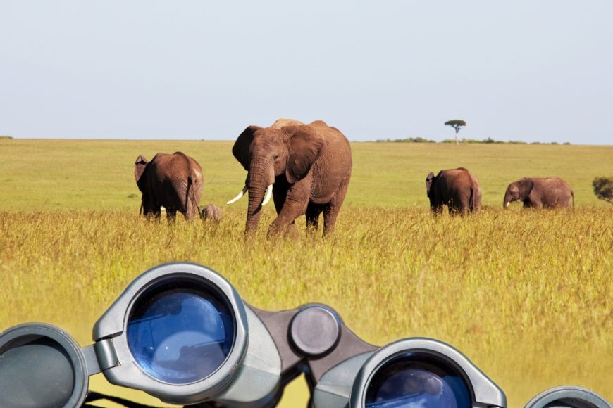 En Busca de la Migración, Safari “Nyota” con Zanzíbar