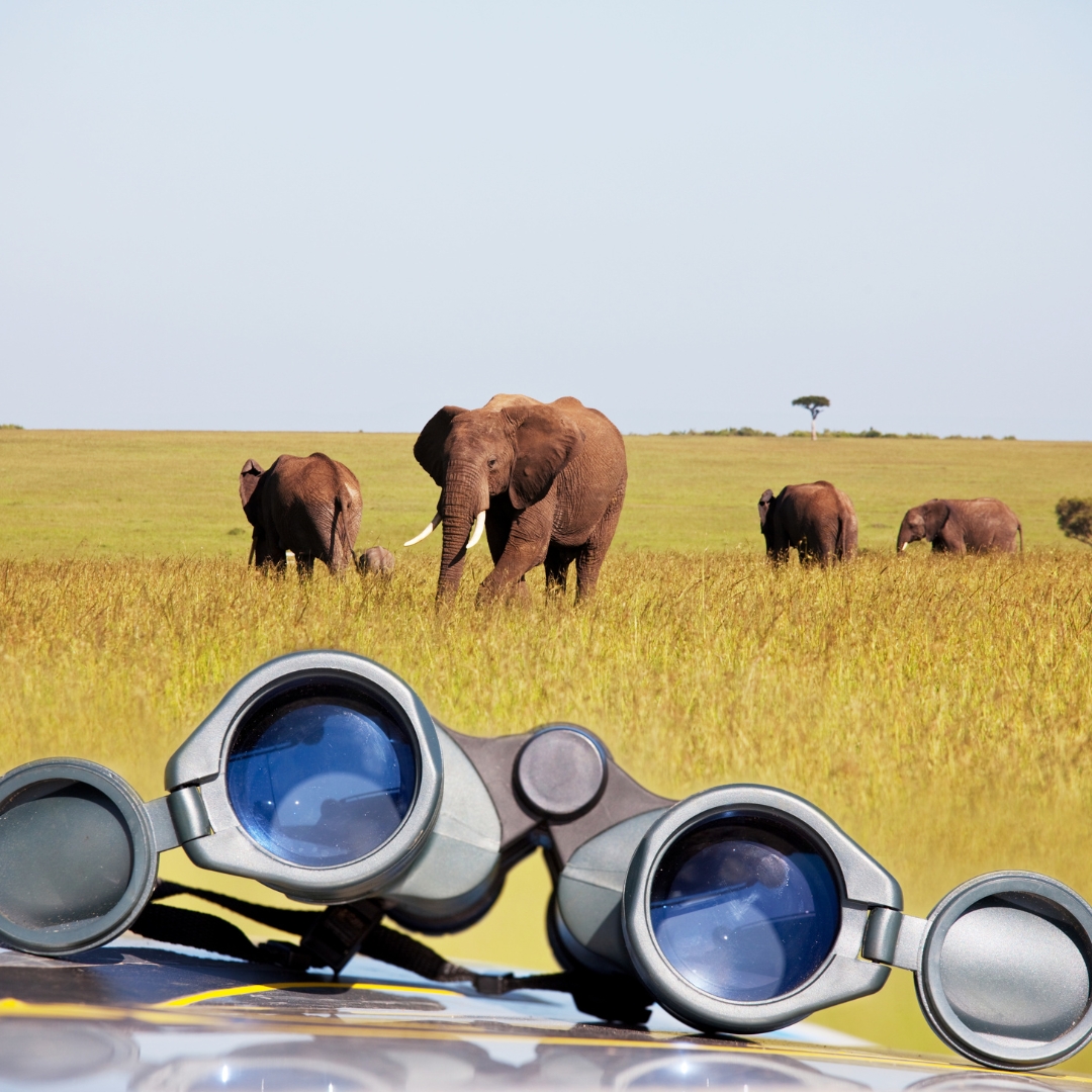 En Busca de la Migración, Safari “Nyota” con Zanzíbar