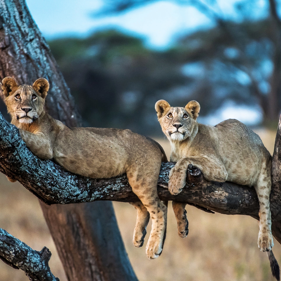 Tanzania con Zanzíbar