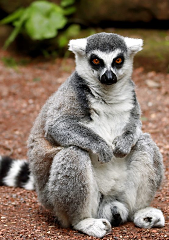 Madagascar, la Isla Continente