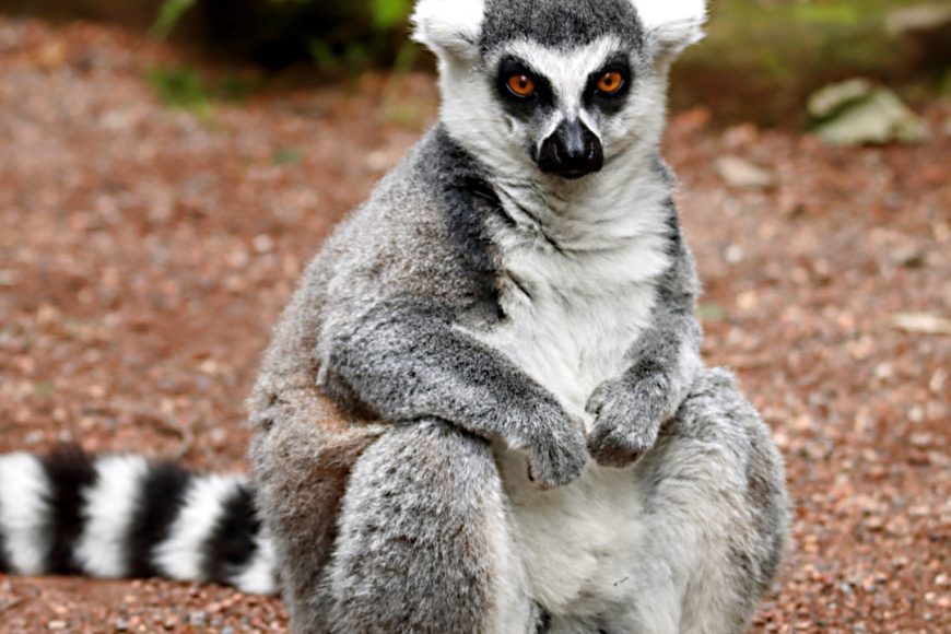 Madagascar, la Isla Continente
