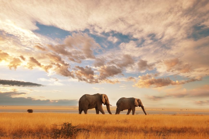 Safari Kenia con Maldivas