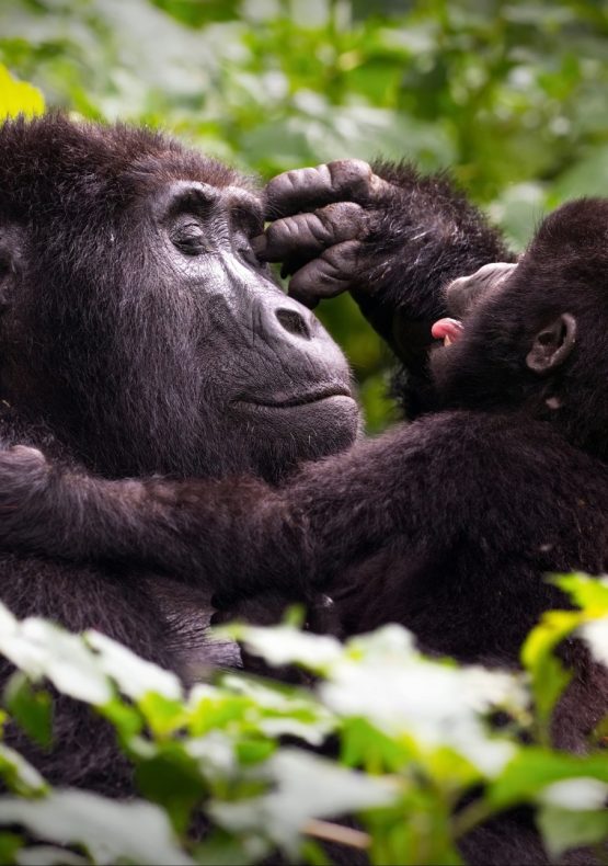 Uganda, los Lagos del Rift
