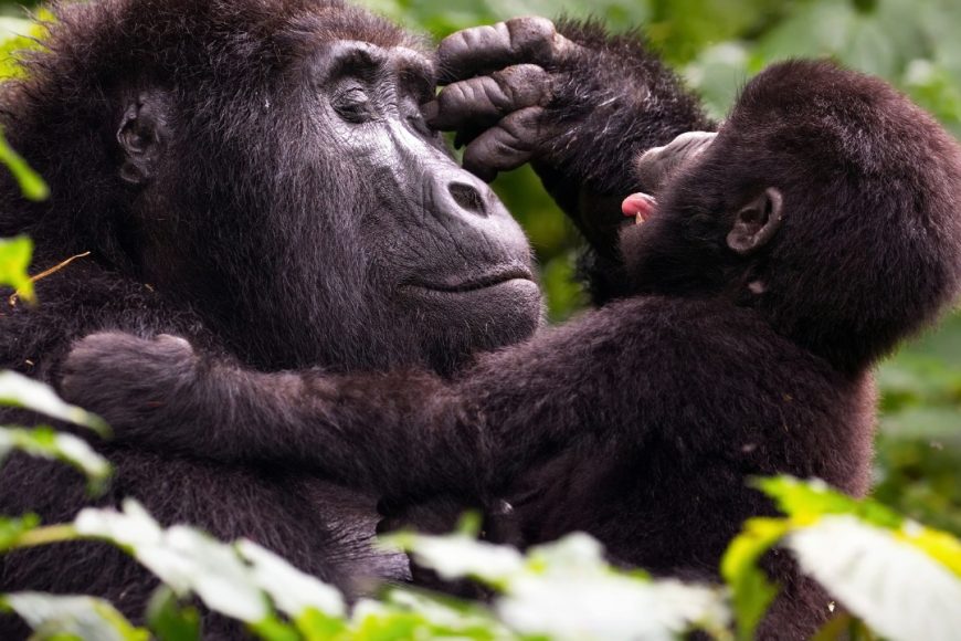 Uganda, los Lagos del Rift