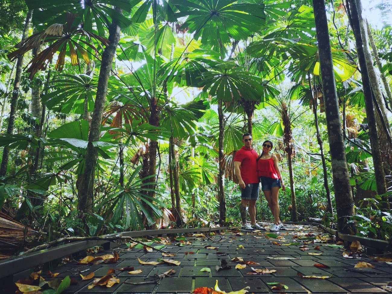 Daintree