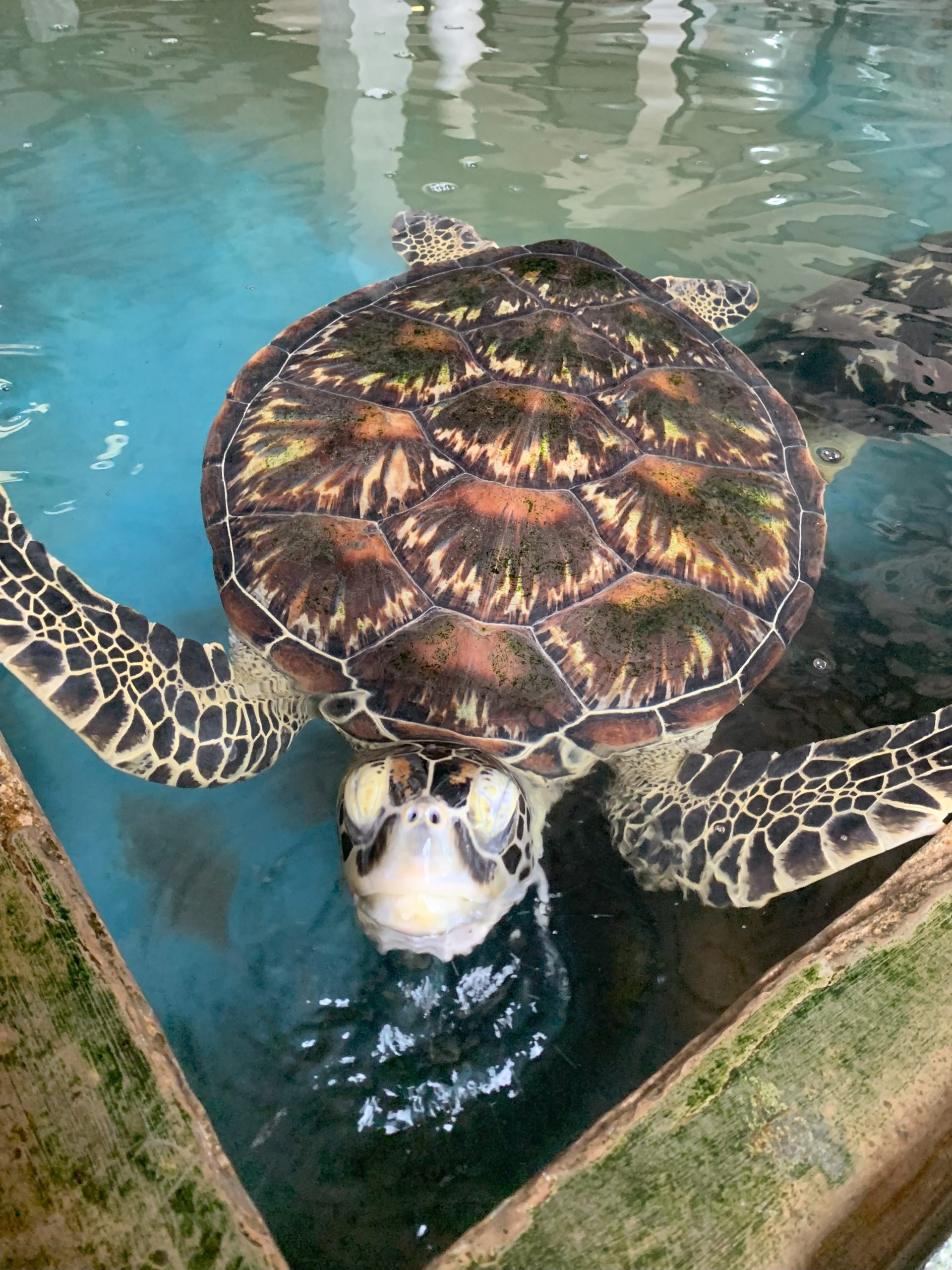 Centro Recuperación de Tortugas