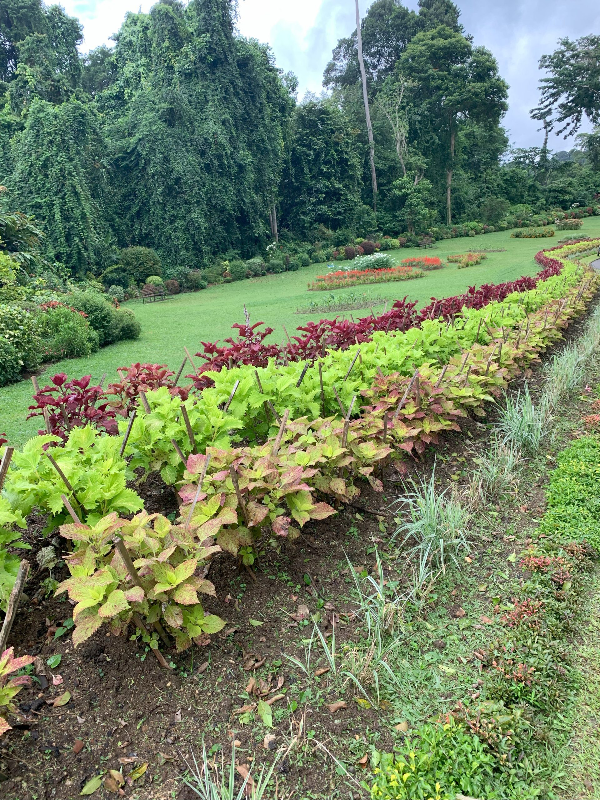 Jardines Peradeniya