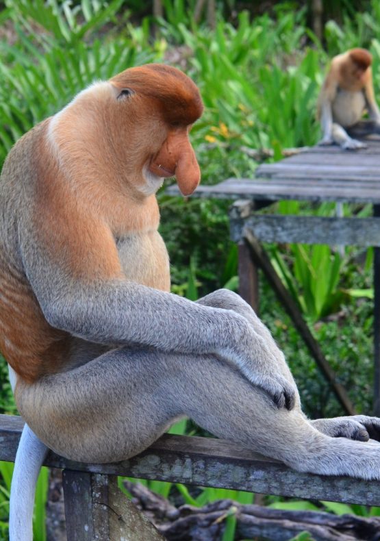 Descubriendo Malasia y Borneo con Redang