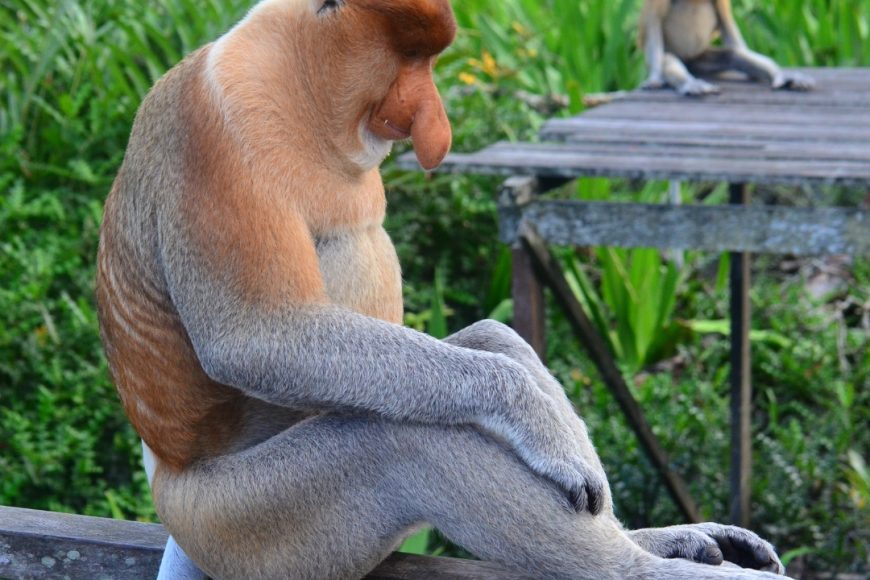 Descubriendo Malasia y Borneo con Redang