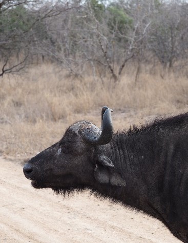 Un día en una Reserva Privada en Kruger.