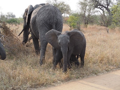 Un día en una Reserva Privada en Kruger.