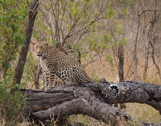 Un día en una Reserva Privada en Kruger