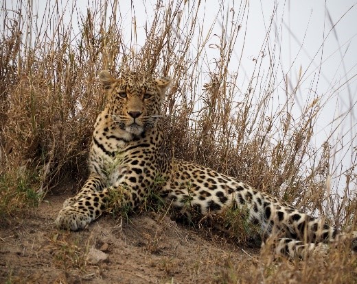 Un día en una Reserva Privada en Kruger