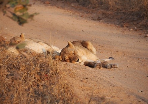 Un día en una Reserva Privada en Kruger.