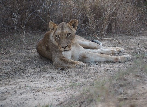 Un día en una Reserva Privada en Kruger.