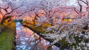 Sakura – Los Cerezos en Flor Japoneses