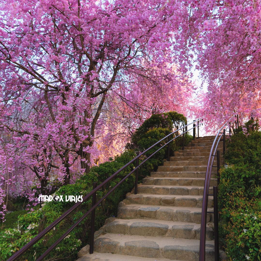Sakura – Los Cerezos en Flor Japoneses