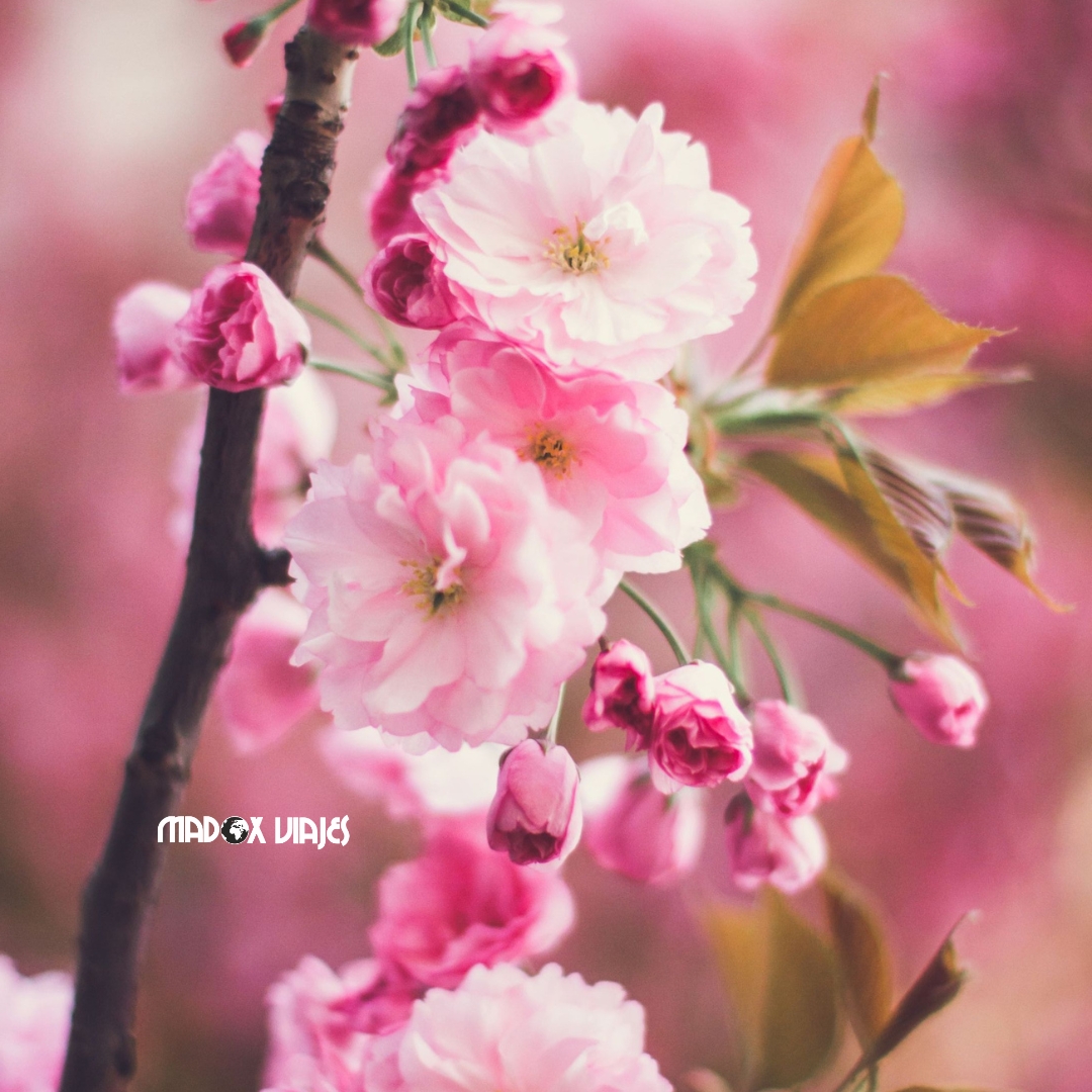 Sakura – Los Cerezos en Flor Japoneses (6)