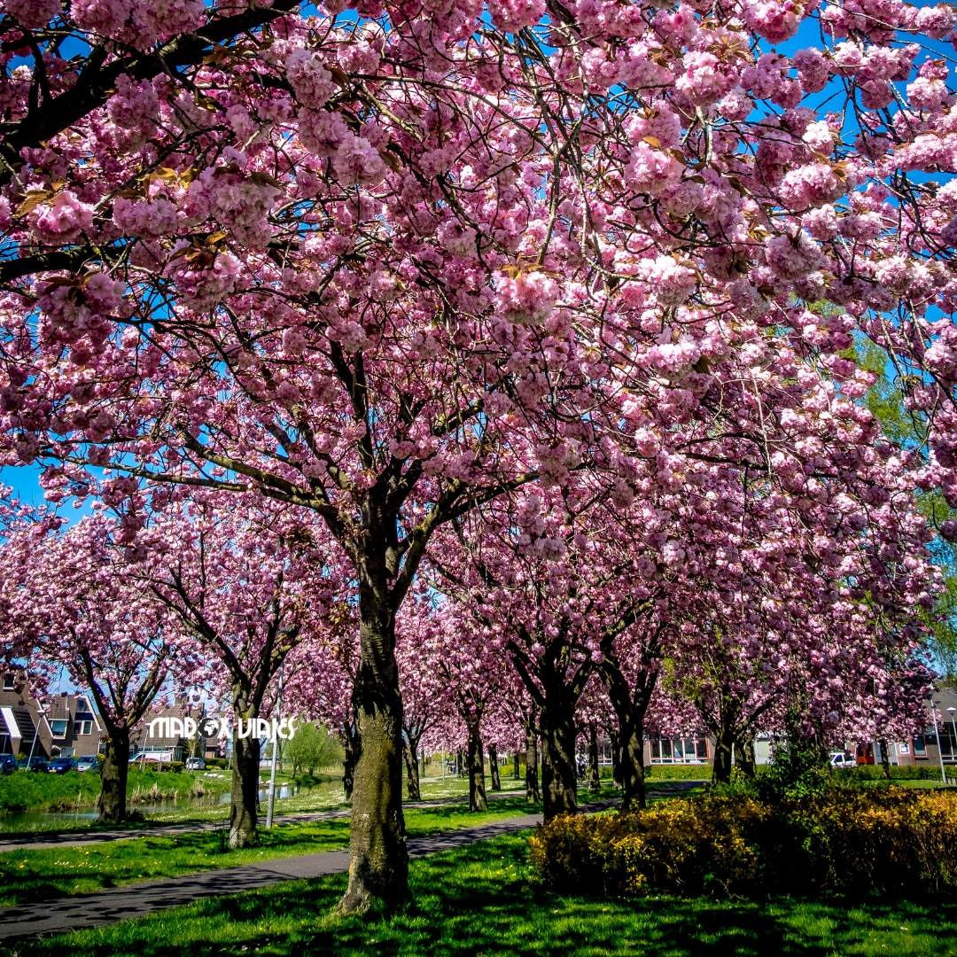 Sakura – Los Cerezos en Flor Japoneses (8)