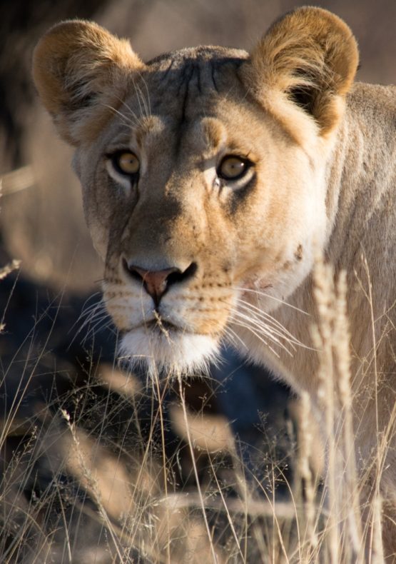 Safari en Botswana Campamento Móvil de Lujo