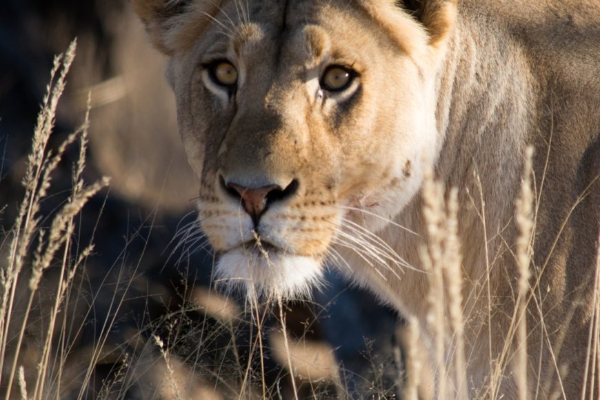 Safari en Botswana Campamento Móvil de Lujo