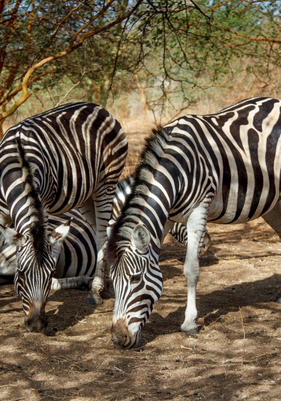 Senegal