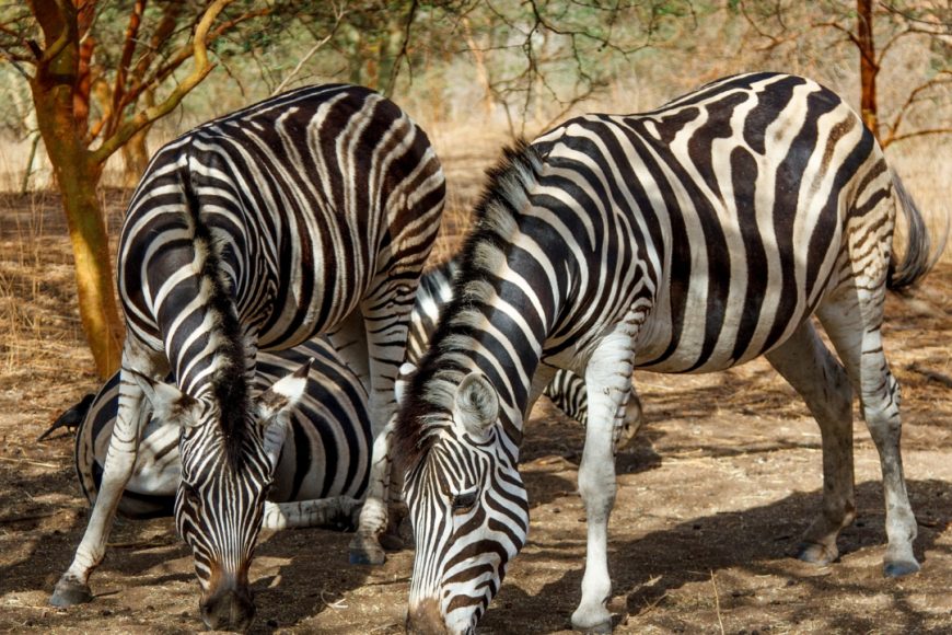 Senegal