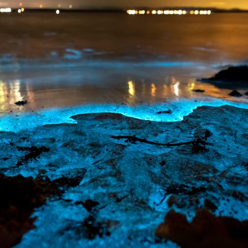 Playas con bioluminiscencia