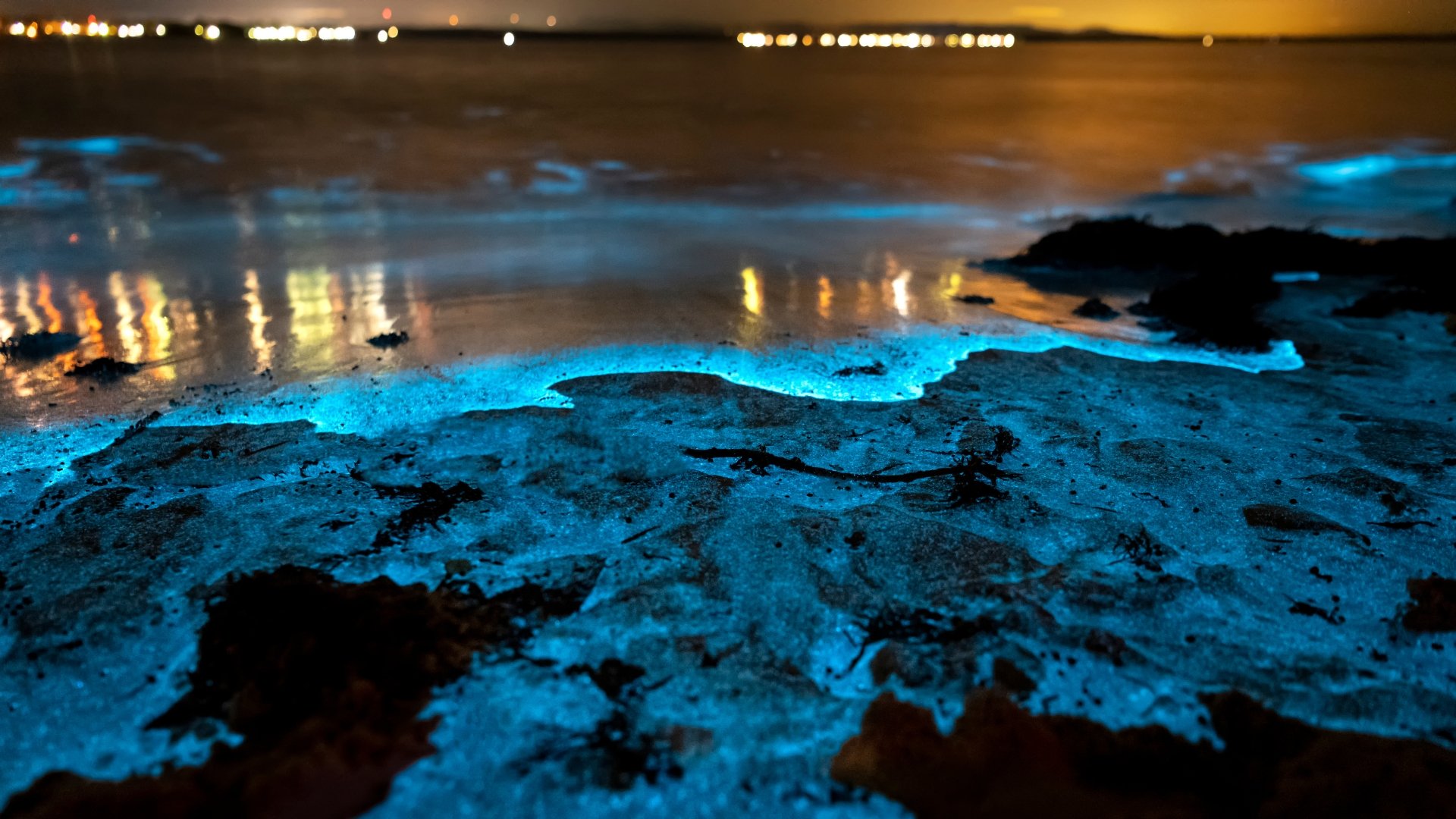 Playas con bioluminiscencia
