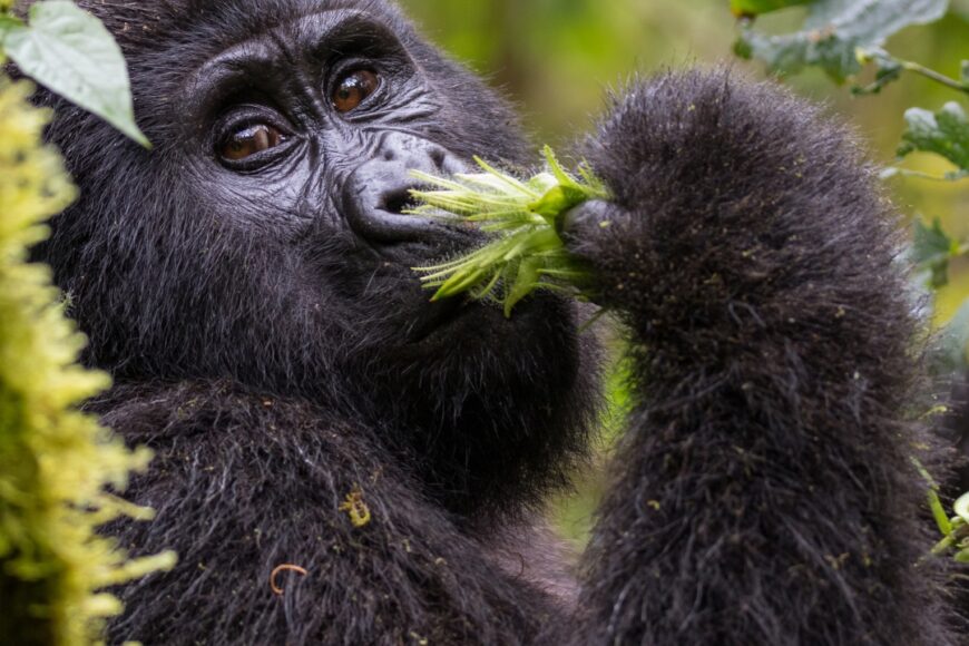 Uganda, los Lagos del Rift con Seychelles.